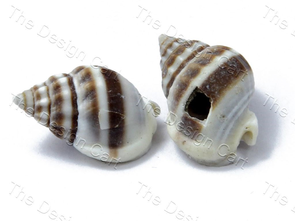 Brown White Sea Shells | The Design Cart (1378216640546)